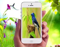 New Bird Wallpapers โปสเตอร์