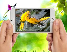 برنامه‌نما New Bird Wallpapers عکس از صفحه