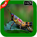 New Insect Photo Frames APK