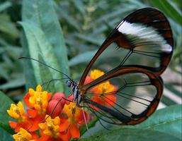 New Insect Photo Frames imagem de tela 2