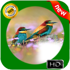 New Bird Photo Frames icon