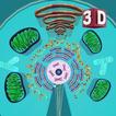 Cell Structure 3D Molecular Biology & Histology