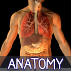 Human Visual Anatomy Atlas 3D - Bones Organs 2018 icône