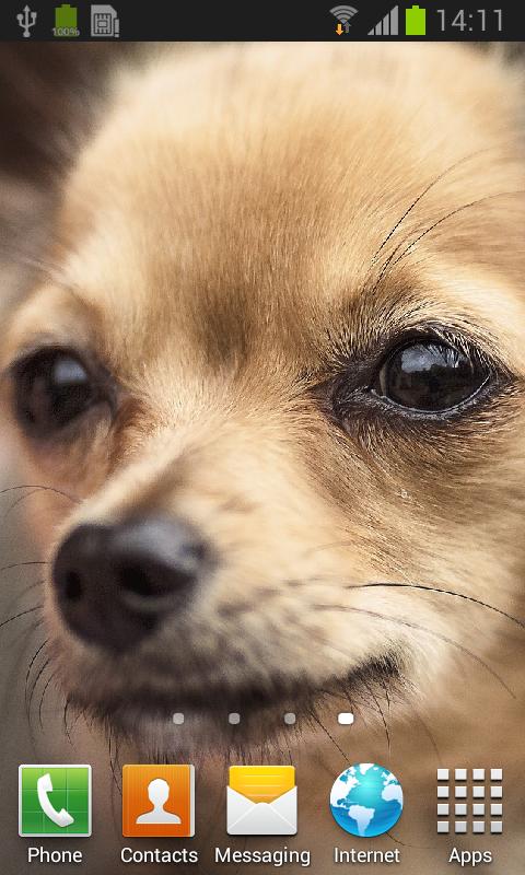 Descarga de APK de Chihuahua fondo animado para Android Descarga de APK de Chihuahua fondo animado para Android