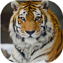 APK Tiger Live Wallpaper