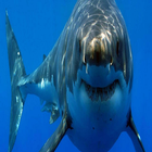 Cá mập icône