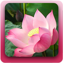 Niệm Phật Vấn Đáp Kinh Phật APK