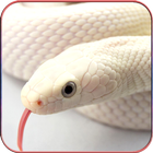 HD Snake Wallpapers icône