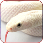 Icona HD Snake Wallpapers