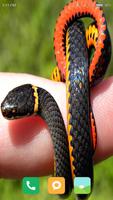 3 Schermata HD Snake Wallpapers