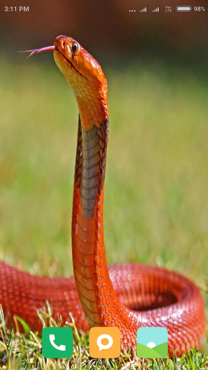 HD Snake Wallpapers APK for Android Download