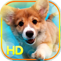 Puppy Wallpaper
