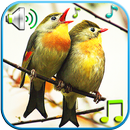 Pássaros soam toques APK