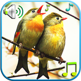 Birds Sounds & Ringtones