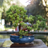Guide to Growing Bonsai