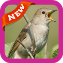 Nightingale Wallpaper APK
