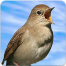 Common Nightingale Song : Common Nightingale Sound-APK