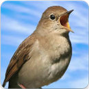 Common Nightingale Song : Common Nightingale Sound APK