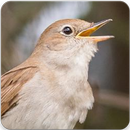 Common Nightingale Bird Sounds : Nightingale Song APK