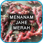 Menanam Jahe Merah Unggul آئیکن