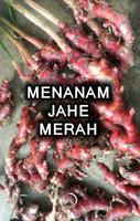 Menanam Jahe Merah Unggul capture d'écran 3