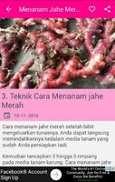 Menanam Jahe Merah Unggul постер