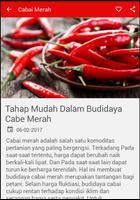 Budidaya Cabai Merah الملصق