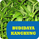 Budidaya Kangkung Hidroponik APK