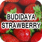 Budidaya Strawberry icône