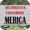 Budidaya Tanaman Merica