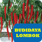 Budidaya Lombok Unggul icon