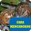 Cara Mencangkok Tanaman