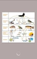 Jaring Jaring Rantai Makanan تصوير الشاشة 3