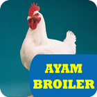 Ternak Ayam Broiler Rumahan ikona