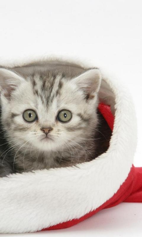 Всем Котиков! Пикабу