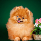 Pomeranian Spitz Dogs Nouveaux fonds d'écran icône