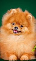 Pomeranian Spitz Dogs Nouveaux fonds d'écran Affiche