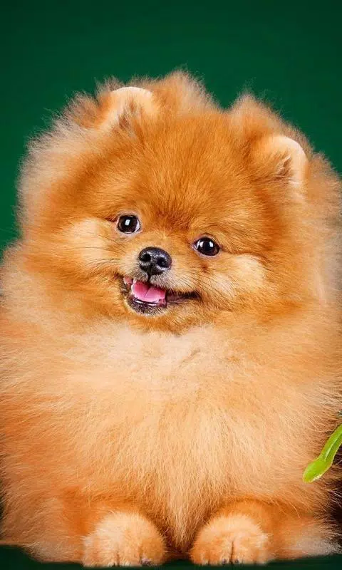 Android向けのポメラニアンスピッツ犬の新しい壁紙 Apkをダウンロードしましょう