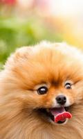 Pomeranian Spitz Dogs Nouveaux fonds d'écran capture d'écran 1