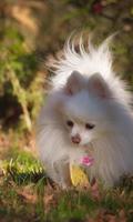 Pomeranian Spitz Dogs Nouveaux fonds d'écran capture d'écran 2