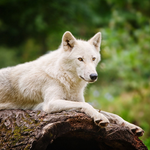 Wolf New Themes 2017 APK