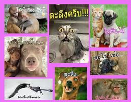 คอมเม้นรูปสัตว์ น่ารักกวนๆ تصوير الشاشة 1