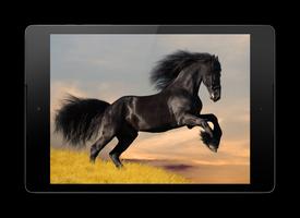 Horse Live Wallpaper Cartaz