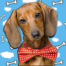 Супер такса! APK