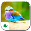 Bird Ringtones APK