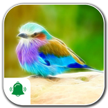 Bird Ringtones