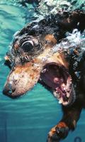 Dachshunds Jigsaw Puzzle 海报