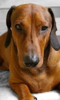 برنامه‌نما Dachshunds Jigsaw Puzzle عکس از صفحه