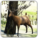 The Wild Hunter APK