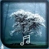 Peaceful Relaxation sounds icon